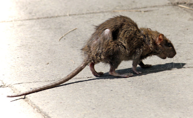 A city rat taking a walk (Wikimedia)