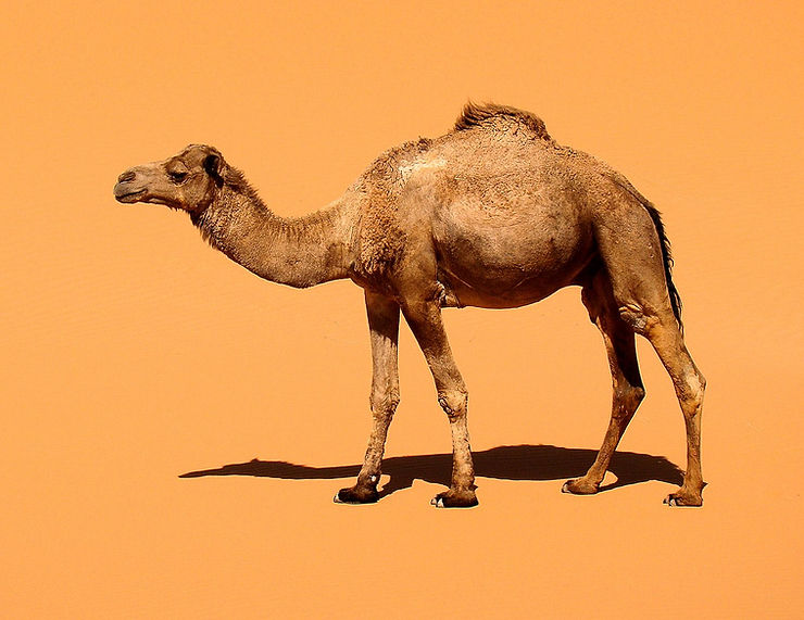 A camel standing against an orange background, illustrating its significance in desert travel and trade.